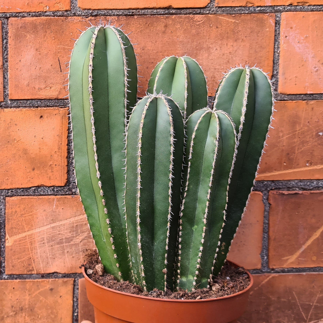 Lophocereus marginatus 'Mexican Fencepost Cactus'