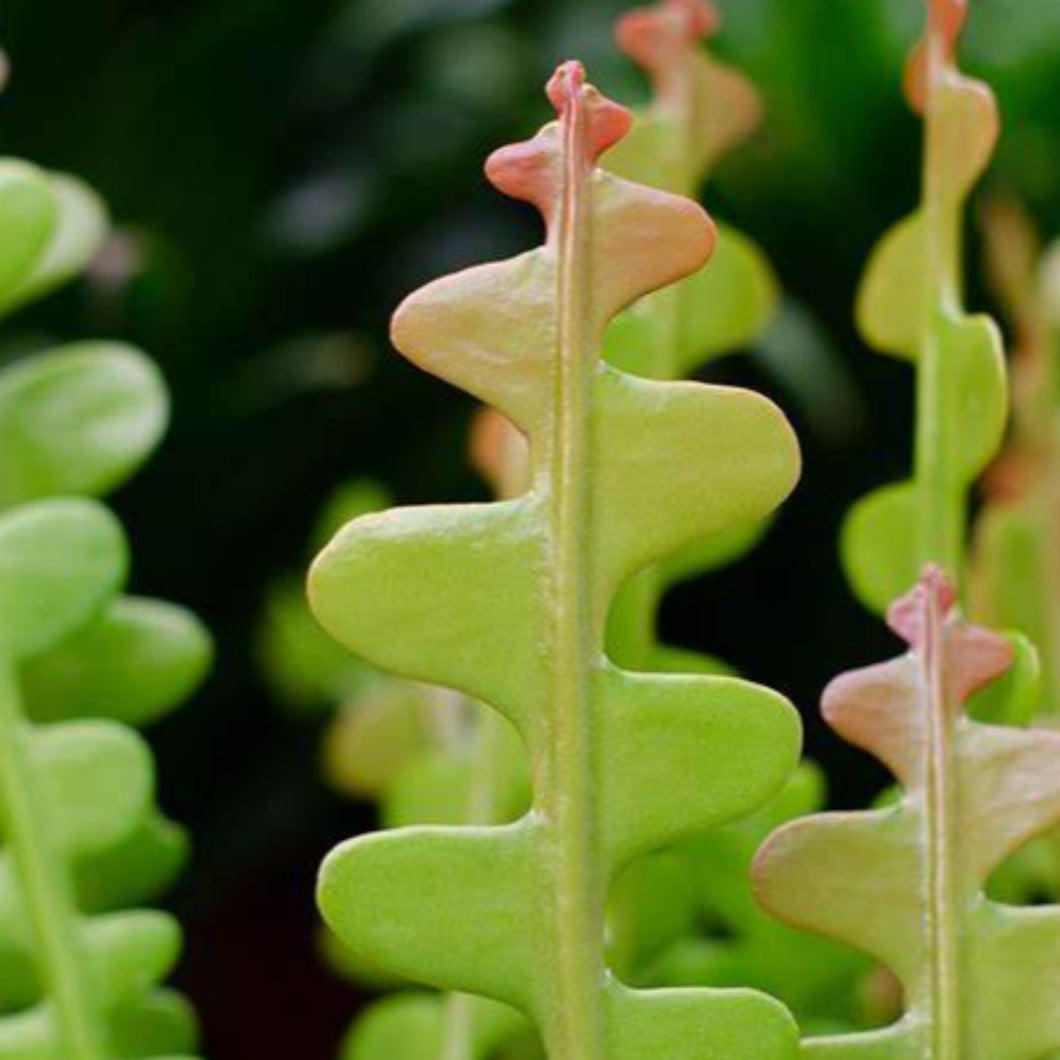 Epiphyllum anguliger 'Fishbone Cactus'