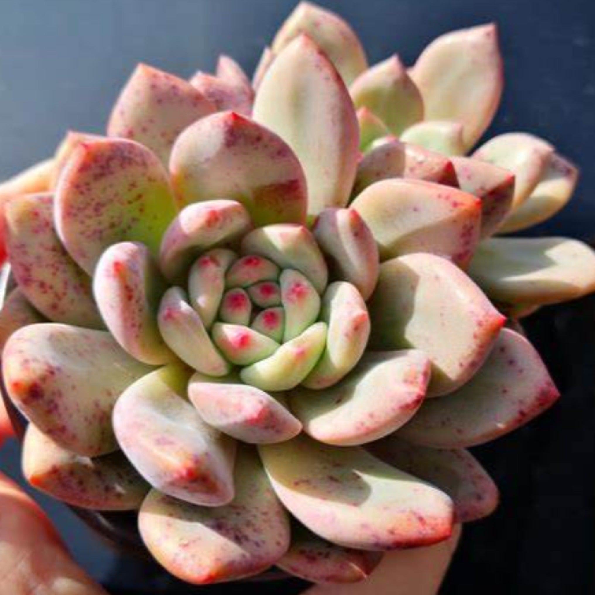 Echeveria 'Ariel' – Coastal Succulents, Cacti & Alpines