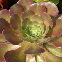 Load image into Gallery viewer, Aeonium &#39;Blushing Beauty&#39;
