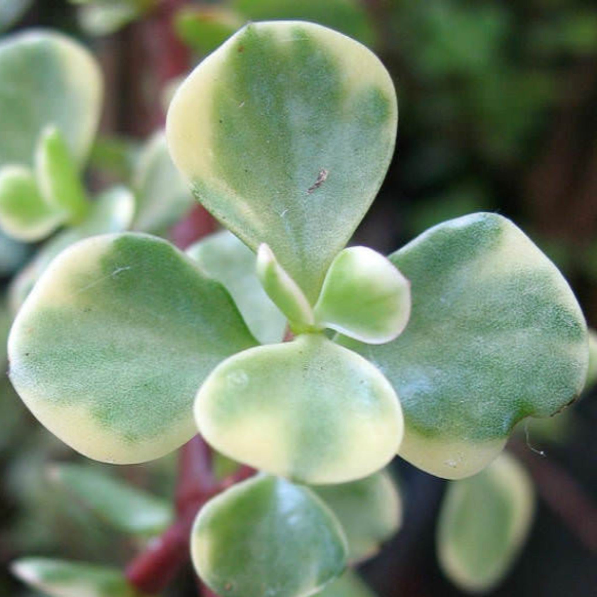 manny succulent Portulacaria afra (variegated form) 'Elephants Bush'
