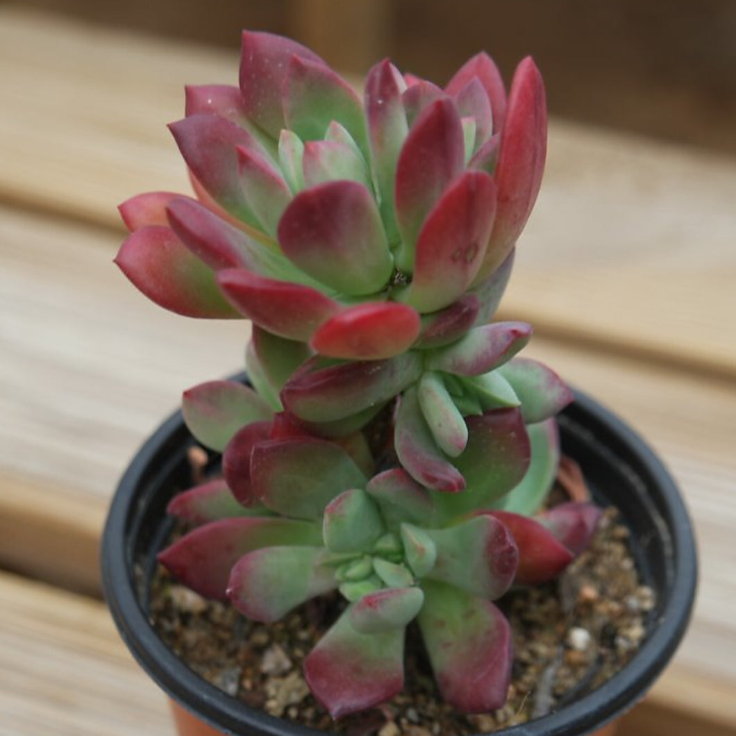 minibelle succulent Echeveria 'Mini-belle' – Coastal Succulents, Cacti & Alpines