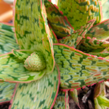 Load image into Gallery viewer, Aloe &#39;Pink Blush&#39;
