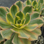 Aeonium 'Sunburst'