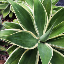 Load image into Gallery viewer, Agave attenuata &#39;variegata&#39;
