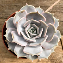 Load image into Gallery viewer, Echeveria lilicina
