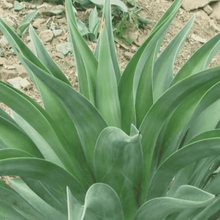 Load image into Gallery viewer, Agave desmetiana
