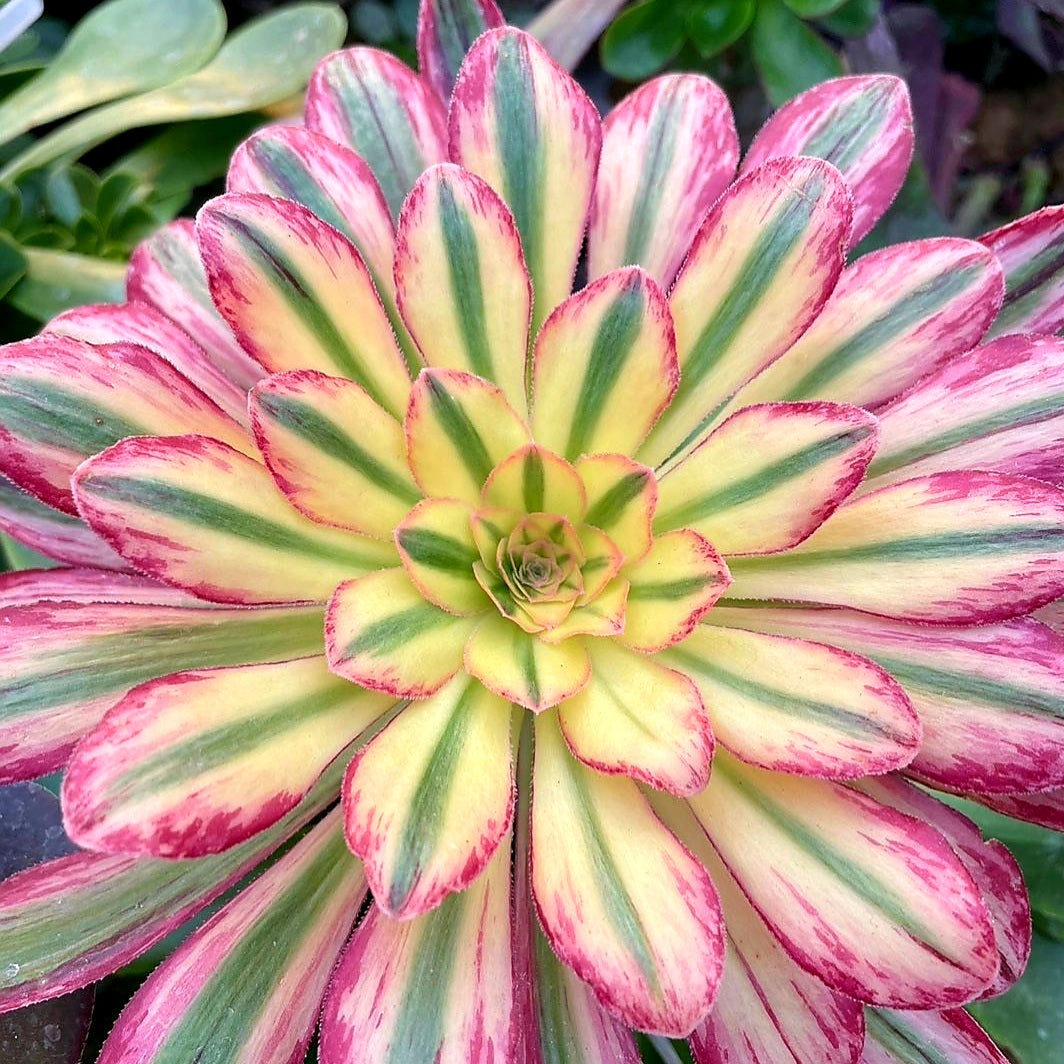 Aeonium arboreum 'Rubrolineatum' Variegated