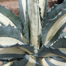 Load image into Gallery viewer, Agave americana &#39;Mediopicta Alba&#39;

