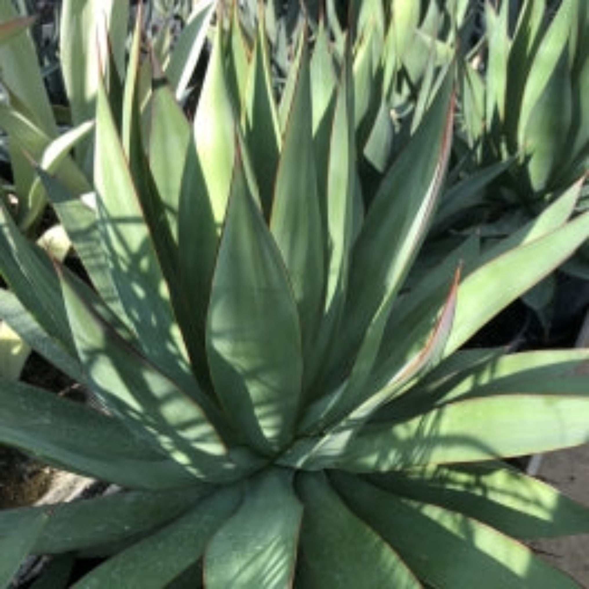 distilled agave Agave Blanco – Pacific Coast Spirits main image 0