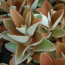 Load image into Gallery viewer, Kalanchoe orgyalis
