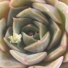 Load image into Gallery viewer, Echeveria &#39;Latte Rose&#39;
