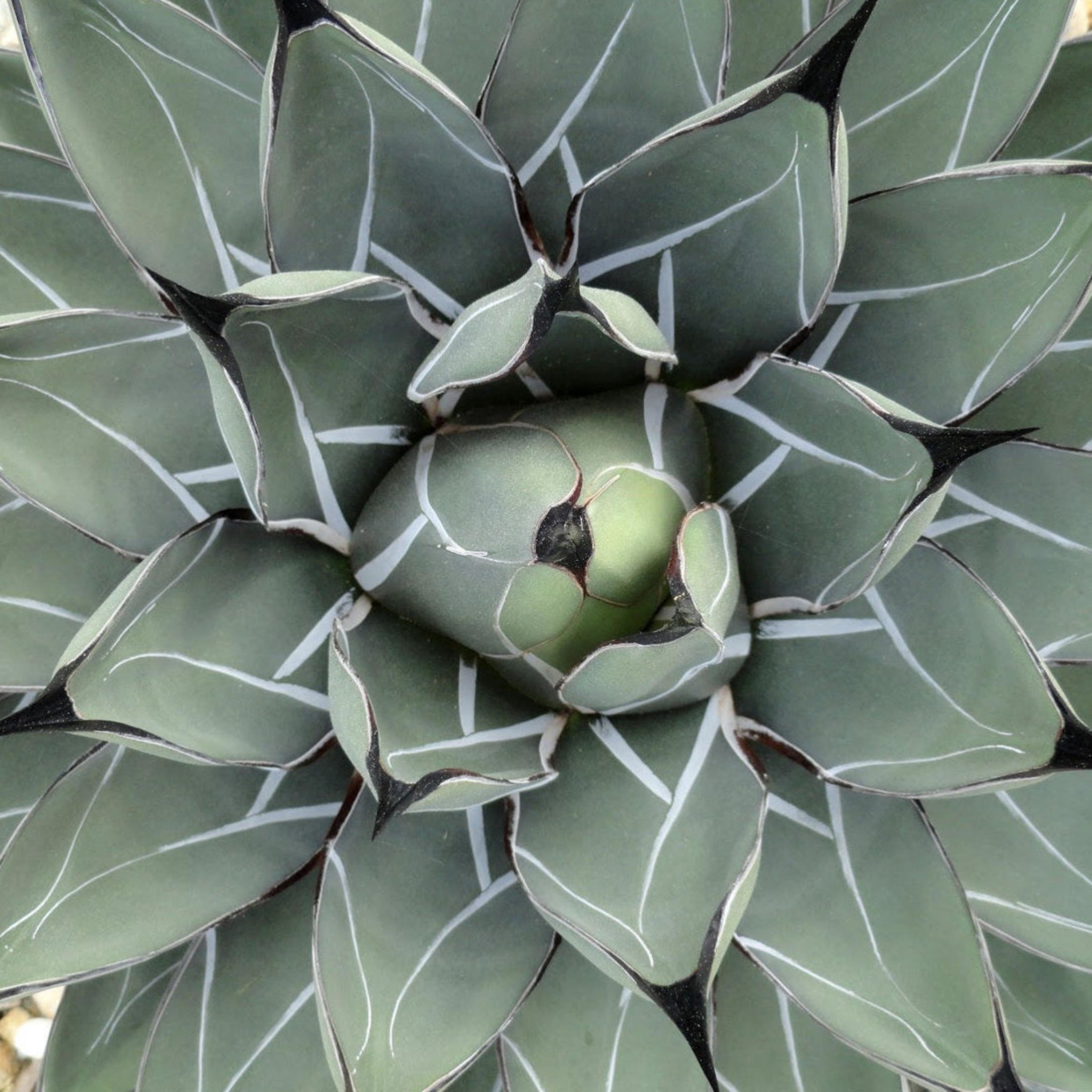 Agave nickelsiae – Coastal Succulents, Cacti & Alpines