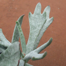 Load image into Gallery viewer, Cotyledon orbulata &#39;Elk Horns&#39;
