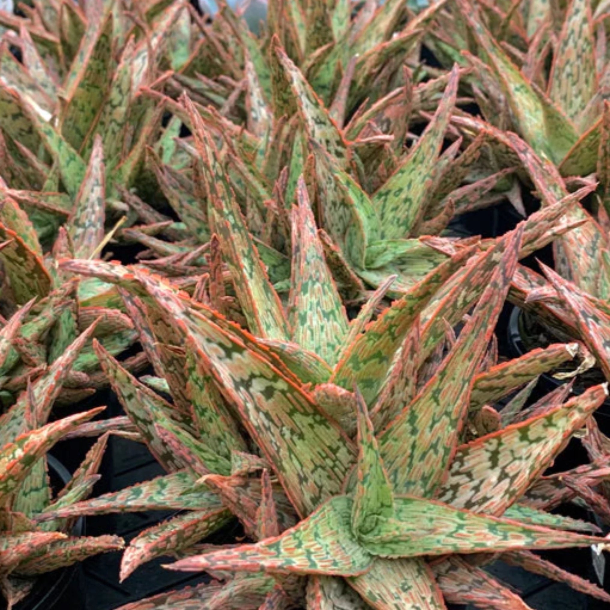 aloe vera plant pink Aloe 'Pink Blush'