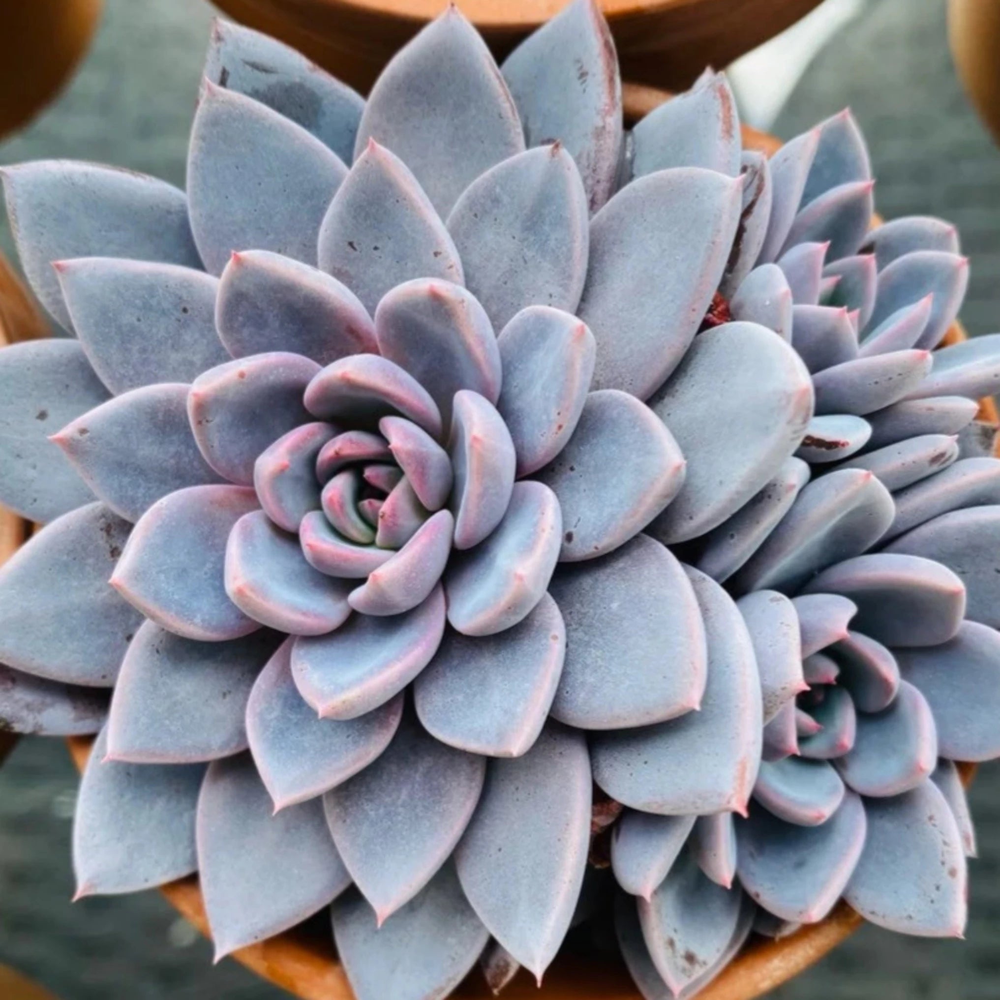 lulus succulents Graptoveria 'Lulu'