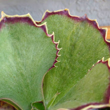 Load image into Gallery viewer, Kalanchoe synsepala
