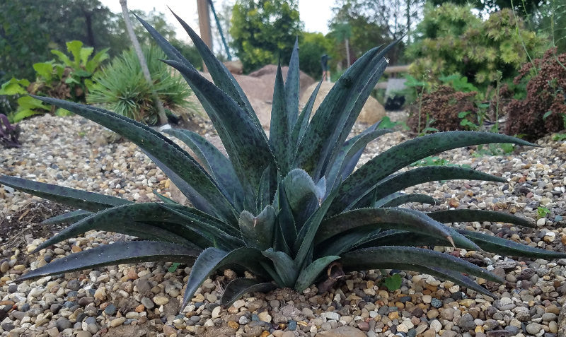 pineapple express plant succulent Mangave 'Pineapple Express' – Coastal Succulents, Cacti & Alpines