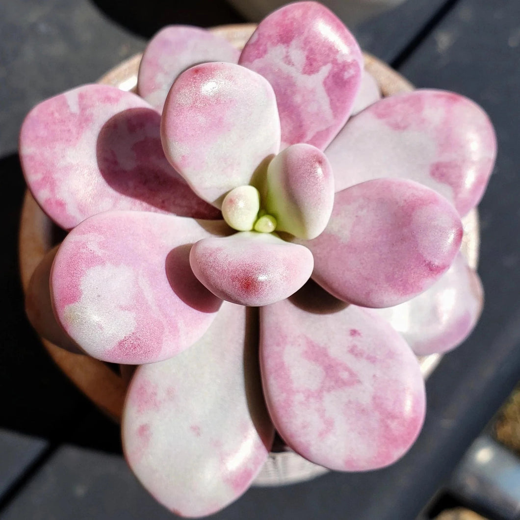 Pachyphytum oviferum 'Rosea'