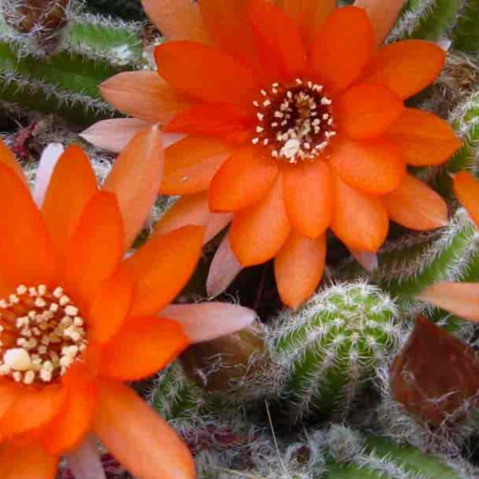 Echinopsis chamaecereus – Coastal Succulents, Cacti & Alpines