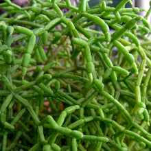 Load image into Gallery viewer, Rhipsalis cereuscula &#39;Coral Cactus&#39;
