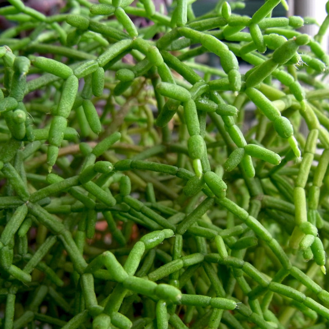 Rhipsalis cereuscula 'Coral Cactus'