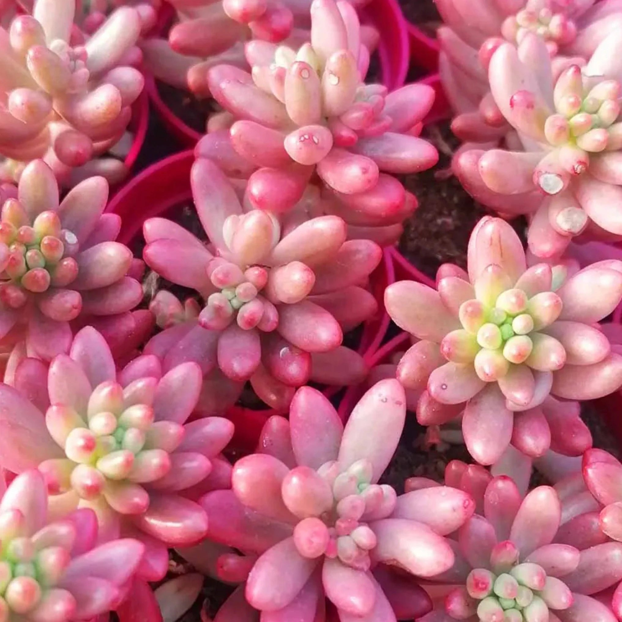 Sedum × rubrotinctum 'Aurora'
