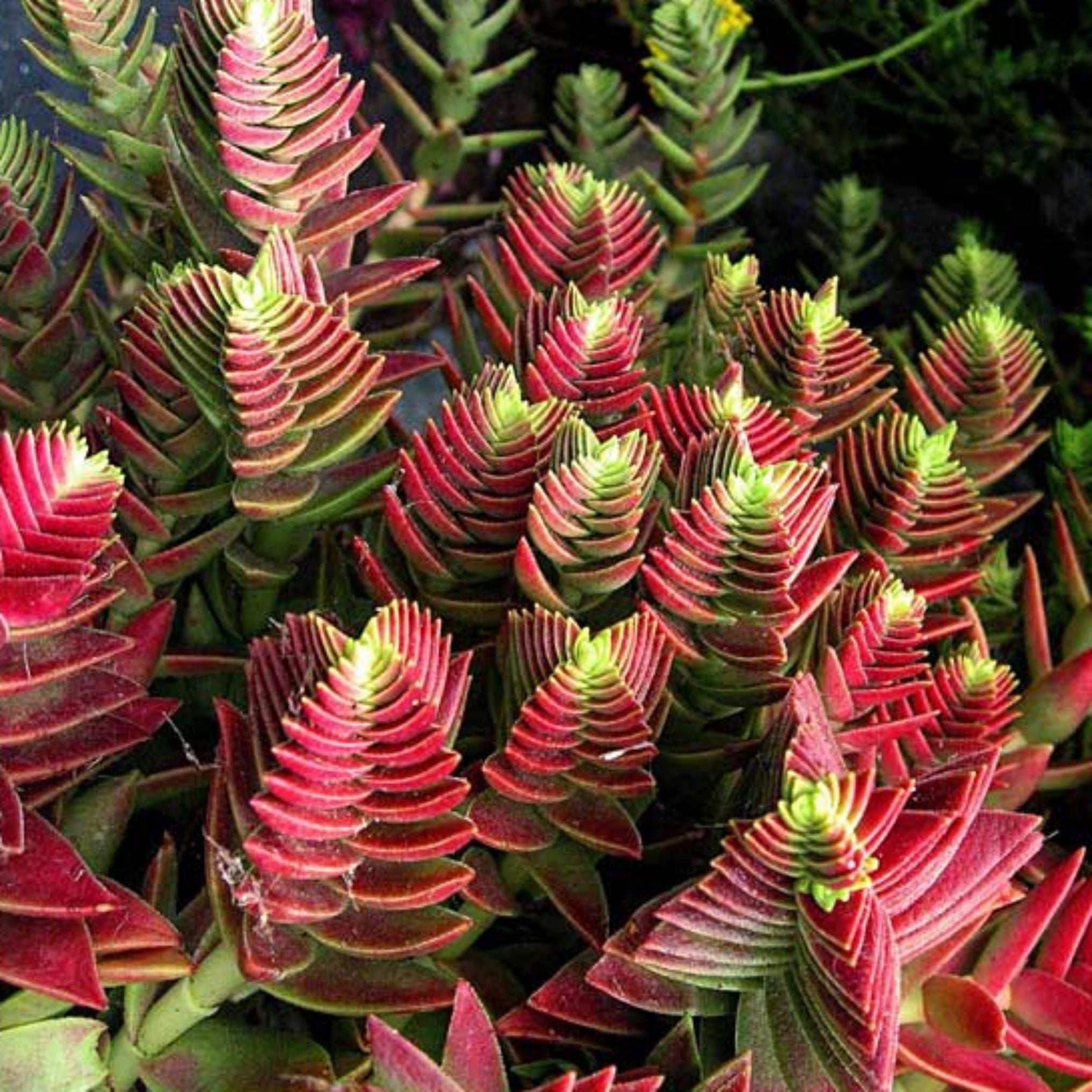 100 Sementes De Crassula Capitella Red Pagoda - | Brasil 100 Sementes De Crassula Capitella Red Pagoda - | Brasil
