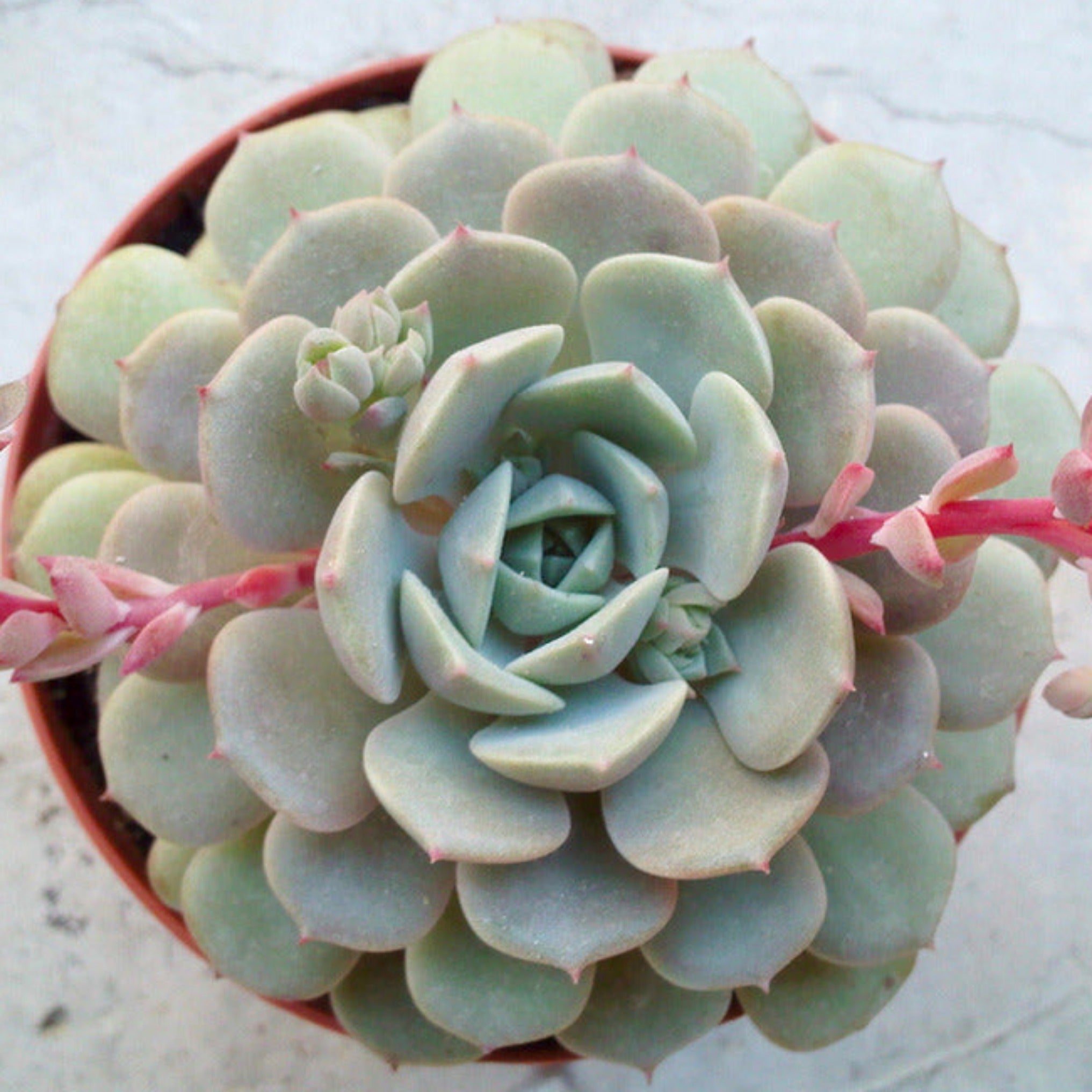 dondo succulent Echeveria 'Dondo'