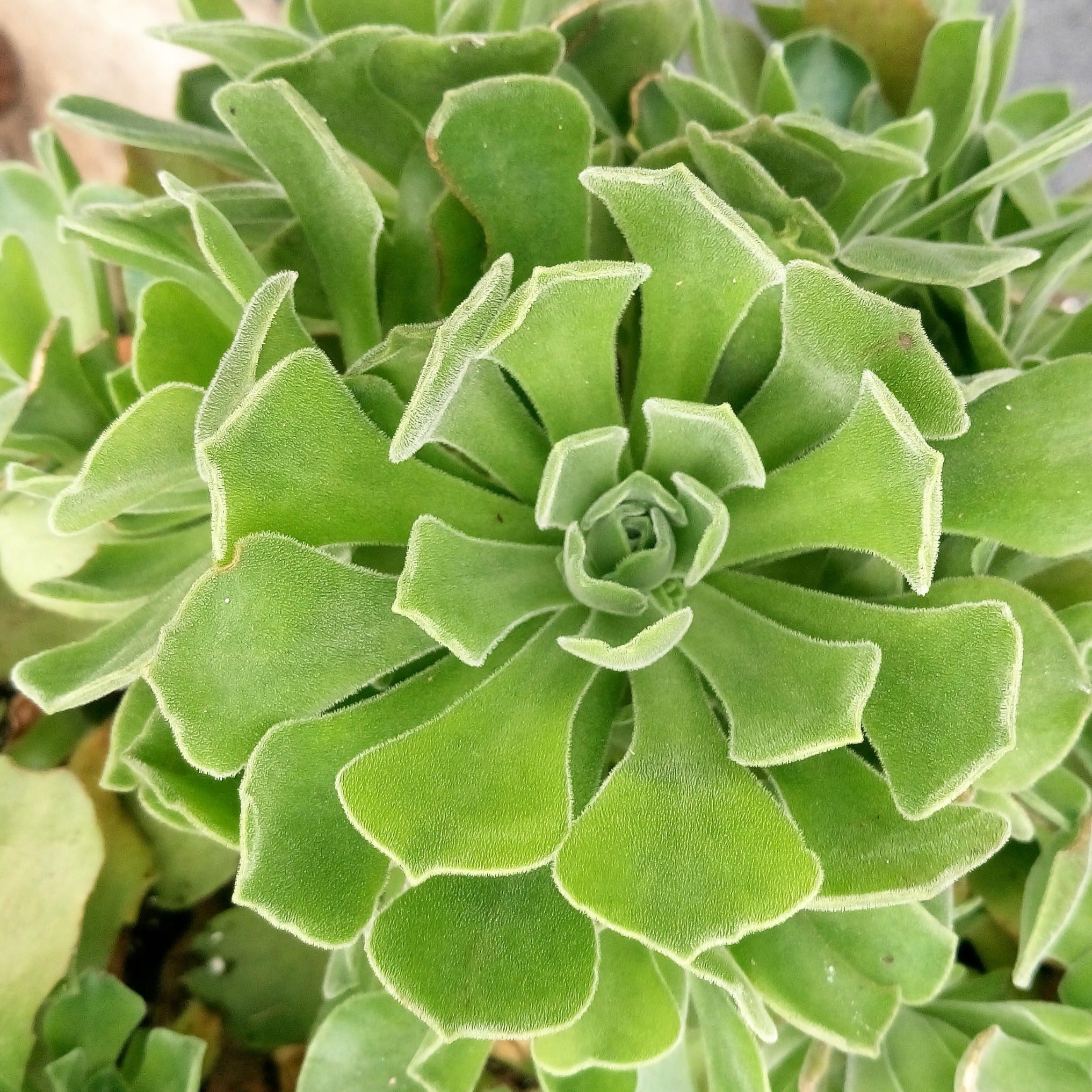 goblin succulent Aeonium 'Goblin'